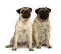 Two young pugs, sitting and looking up