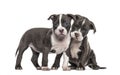 Two Young puppies American Bully