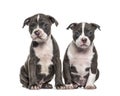 Two Young puppies American Bully