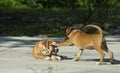 Two young puppies play together.