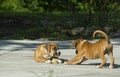 Two young puppies play together.