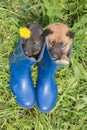 Two young puppies of Siberian dogskin on grass with dandelions a