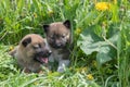 Two puppies of Siberian dogskin on green grass with dandelions i