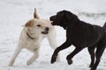 Two young pups playing in the snow Royalty Free Stock Photo