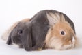Two young rabbit, isolated