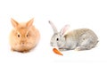 Two young rabbits Royalty Free Stock Photo