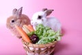 Two young rabbits, brown and white, close to fruits and vegetables