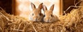 two Young rabbits without fur are resting in straw, fluffy eater concept Royalty Free Stock Photo