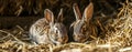 two Young rabbits without fur are resting in straw, fluffy eater concept Royalty Free Stock Photo