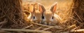two Young rabbits without fur are resting in straw, fluffy eater concept Royalty Free Stock Photo