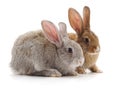 Two young rabbits. Royalty Free Stock Photo