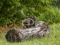 Two young racoons exploring a log