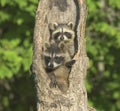 Two young racoons in nest