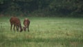 Two young Red Deer (Cervus elaphus) eating grass in a summer landscape in a mid-forest meadow. Deer with a single antler Royalty Free Stock Photo