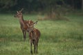 Two young red deer (Cervus elaphus) walking in a summer landscape in a mid-forest meadow. Deer with a single antler Royalty Free Stock Photo