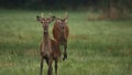 Two young red deer (Cervus elaphus) walking in a summer landscape in a mid-forest meadow. Deer with a single antler Royalty Free Stock Photo