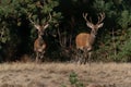 Two Young Red deer male Cervus elaphus in rutting season Royalty Free Stock Photo