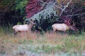 Two young red deer walking in the green forest Royalty Free Stock Photo
