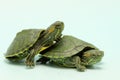 Two young red eared slider tortoises on a light blue background.