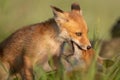 Two young red Foxes playing in the grass on a beautiful light Royalty Free Stock Photo