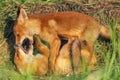 Two young red foxes playing in grass