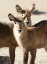 Two young Red Lechwe Royalty Free Stock Photo