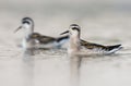 Two young Red-necked phalaropes swim close together in soft sunny weather