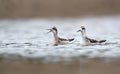 Two young Red-necked phalaropes swim together and cry loudly in cloudy weather