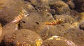 Two young Redbanded Grouper individuals among the boulders at the bottom of the Balinese Sea. Blacktip Grouper lies on stones Royalty Free Stock Photo