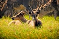 Two young reindeer in the grass against the background of the herd. Royalty Free Stock Photo