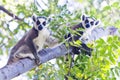Two young ring-tailed lemurs. Madagascar Royalty Free Stock Photo