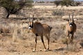Two young roan antelope Royalty Free Stock Photo