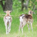 Two young roe deer Royalty Free Stock Photo