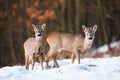 Two young roe deer standing on field in wintertime. Royalty Free Stock Photo