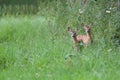 Two young roe-deers in the forest Royalty Free Stock Photo