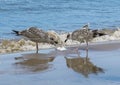 Two young gulls eat fish on the seashore