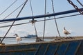 Two young seagulls on an old fishing boat