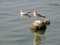 Two young seagulls