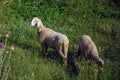 Two young sheep grazing on a green meadow Royalty Free Stock Photo