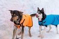 Two young siberian husky sled dogs on snow background