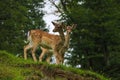 Two young sika deer came out of the forest Royalty Free Stock Photo