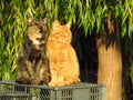 Two young sister cats posing outside in the morning sun.