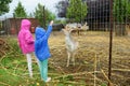 Two young sisters feeding wild deers at a zoo on rainy summer day. Children watching reindeers on a farm