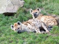 Two young sleepy spotted hyenas (Standing spotted