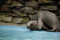 The young california sea lions are playing in the shallowly water