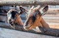 Two young, small goatling peeping from behind a wooden fence. Royalty Free Stock Photo