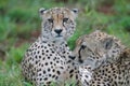 Two young Southeast African cheetahs, South Africa