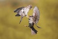 Two young Sparrow put up a fight