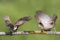 Two young Sparrow put up a fight