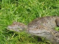 Caiman Latirostris